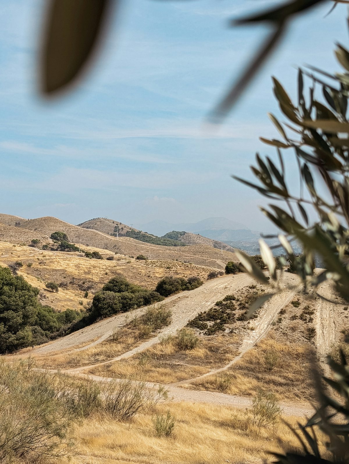 Mediterranean landscape with olive trees