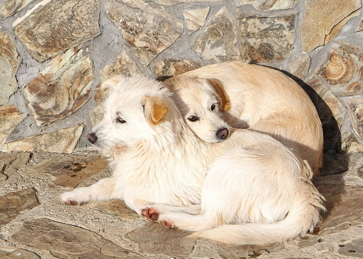 Trockenshampoo für Hunde – Wann es sinnvoll ist und wie es richtig angewendet wird